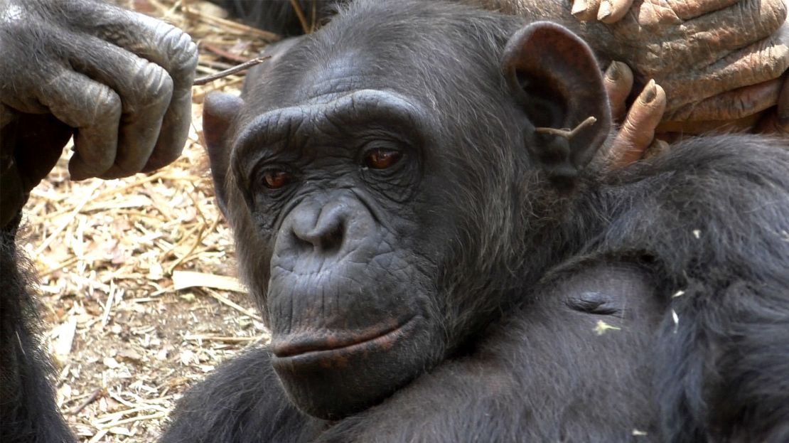 Chimpanzé feminina, imie, tem um pau na orelha dela