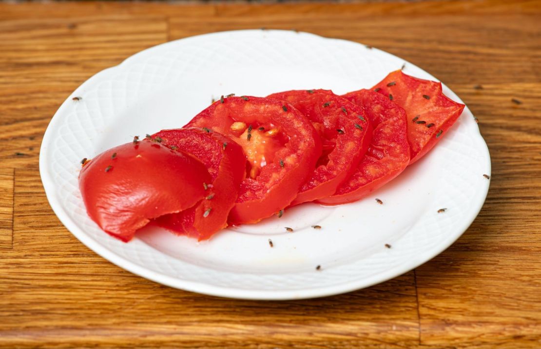 Dozens of fruit flies on a plate of sliced tomatoes