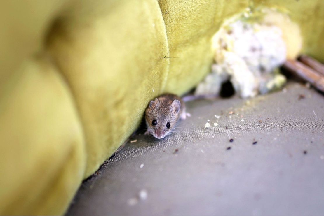 Mouse in the cushions of a couch