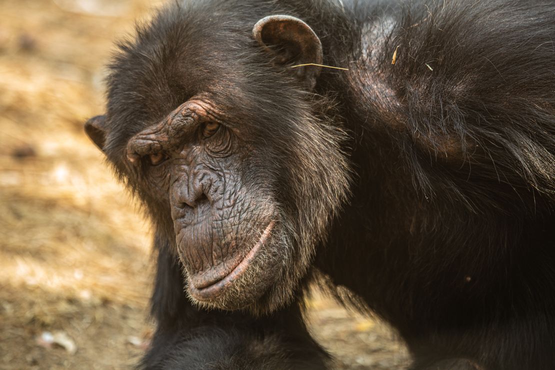 Os chimpanzés adultos do sexo masculino exibem o mesmo comportamento em santuários florestais e introduzem macacos resgatados.