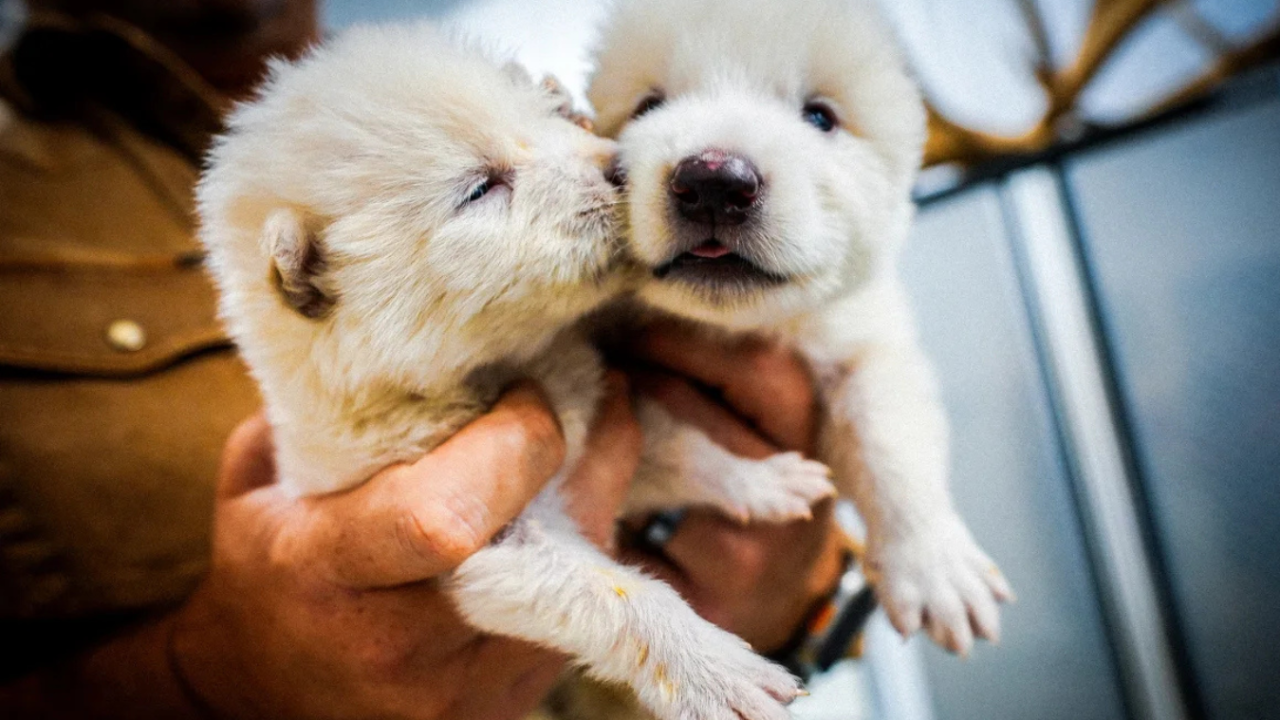 Dos de los lobos nacieron el 1 de octubre de 2024.