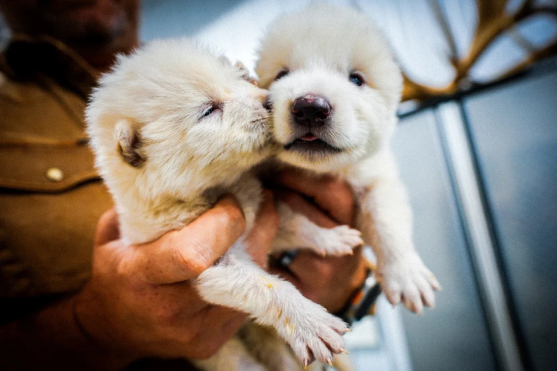 Dos de los lobos nacieron el 1 de octubre de 2024.