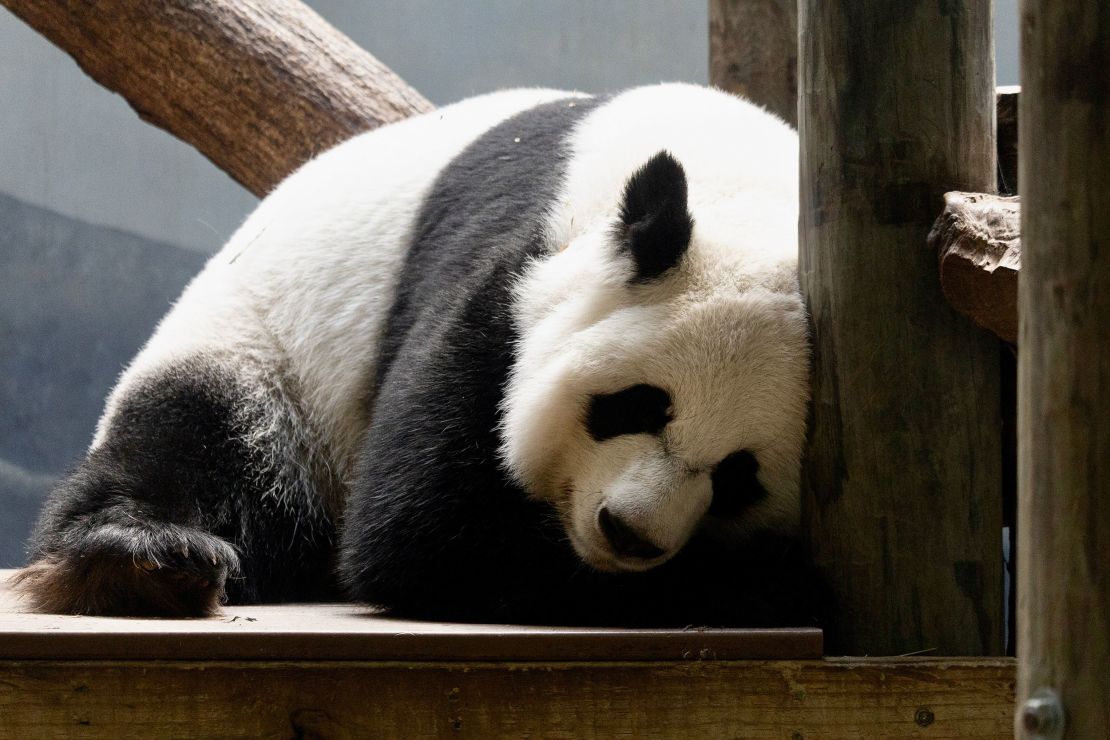 A female giant panda snoozes at Zoo Atlanta. Pandas sleep about 10 hours a day and spend the rest of their time eating.