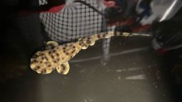 Yoko, el tiburón bebé, nació a principios de enero en el acuario de Shreveport, en Louisiana.