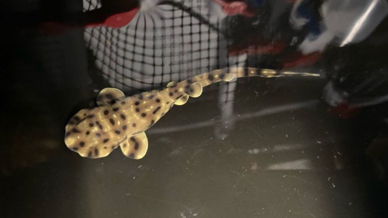 Yoko, el tiburón bebé, nació a principios de enero en el acuario de Shreveport, en Louisiana.
