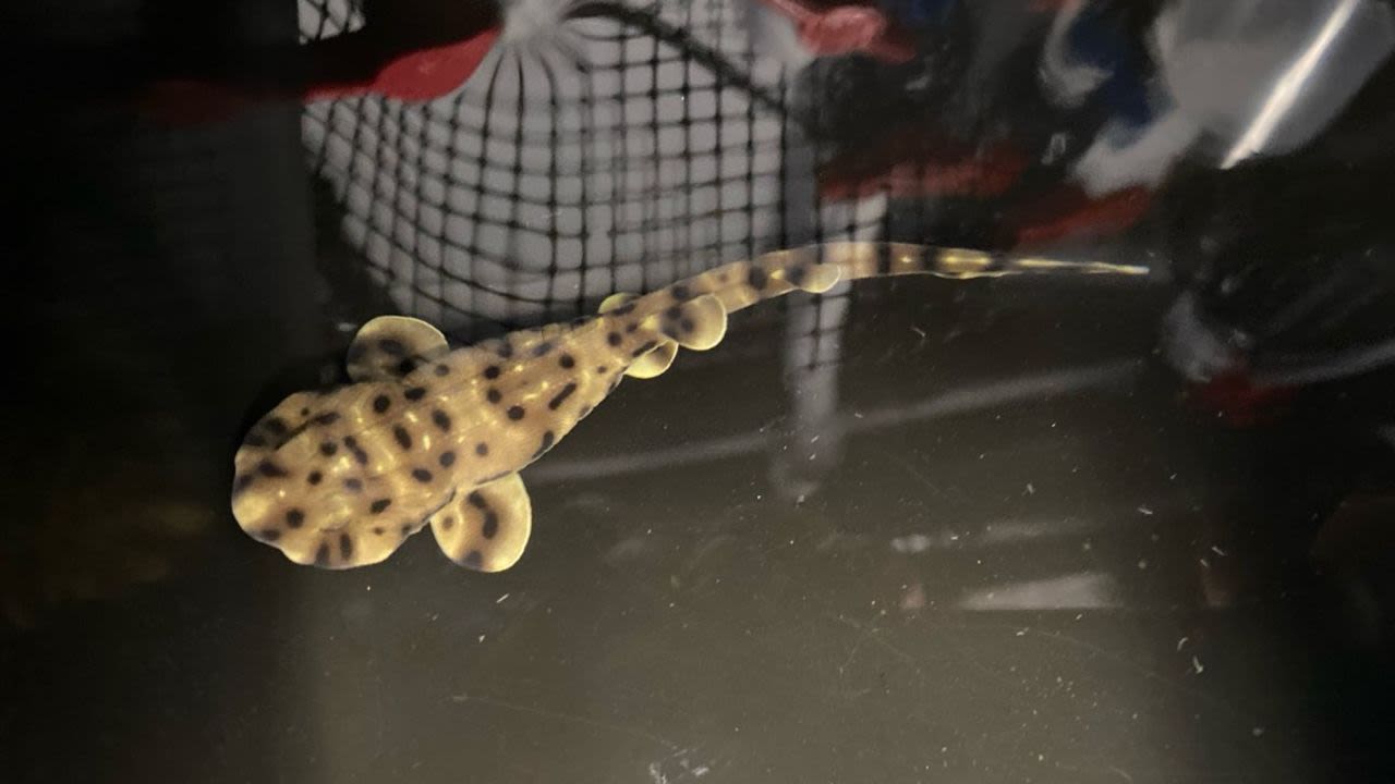 Yoko, el tiburón bebé, nació a principios de enero en el acuario de Shreveport, en Louisiana.