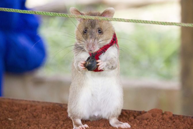 When searching for trafficked wildlife products, each rat wears a tiny vest with a ball at the front, which is connected to a microswitch. Once the rat detects a target, it knows to pull this ball which then triggers a beeping sound to alert its handler.