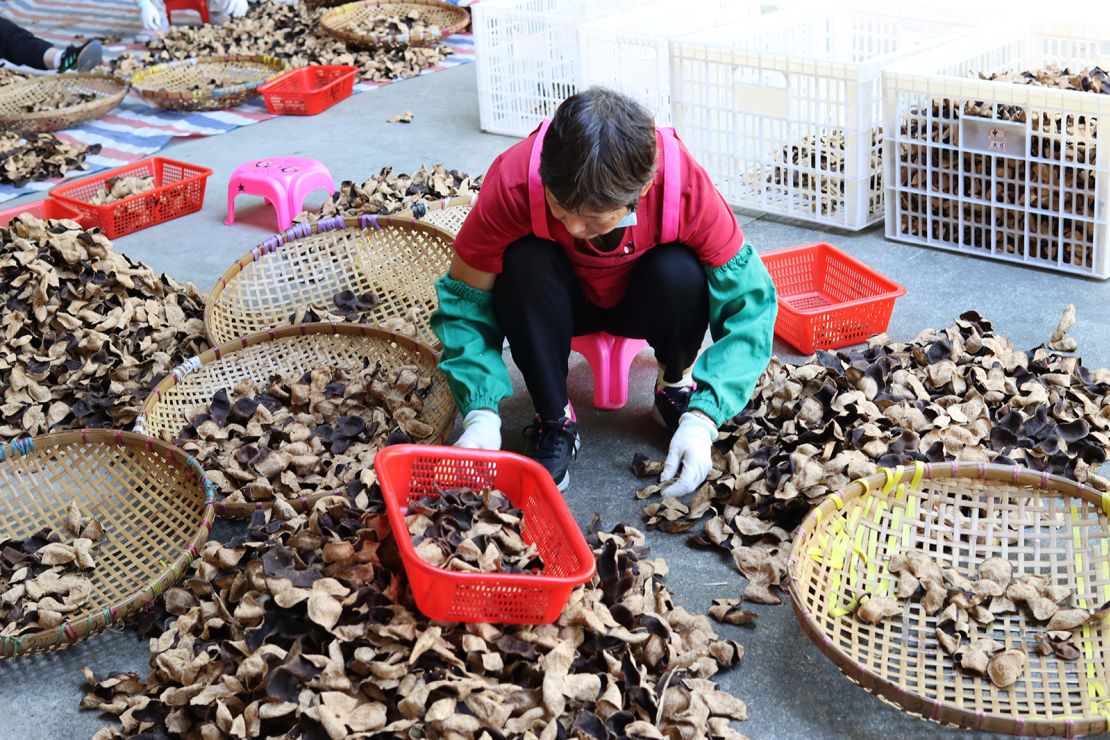 While tangerines are grown across China, only peels from Xinhui are considered as valuable as gold.