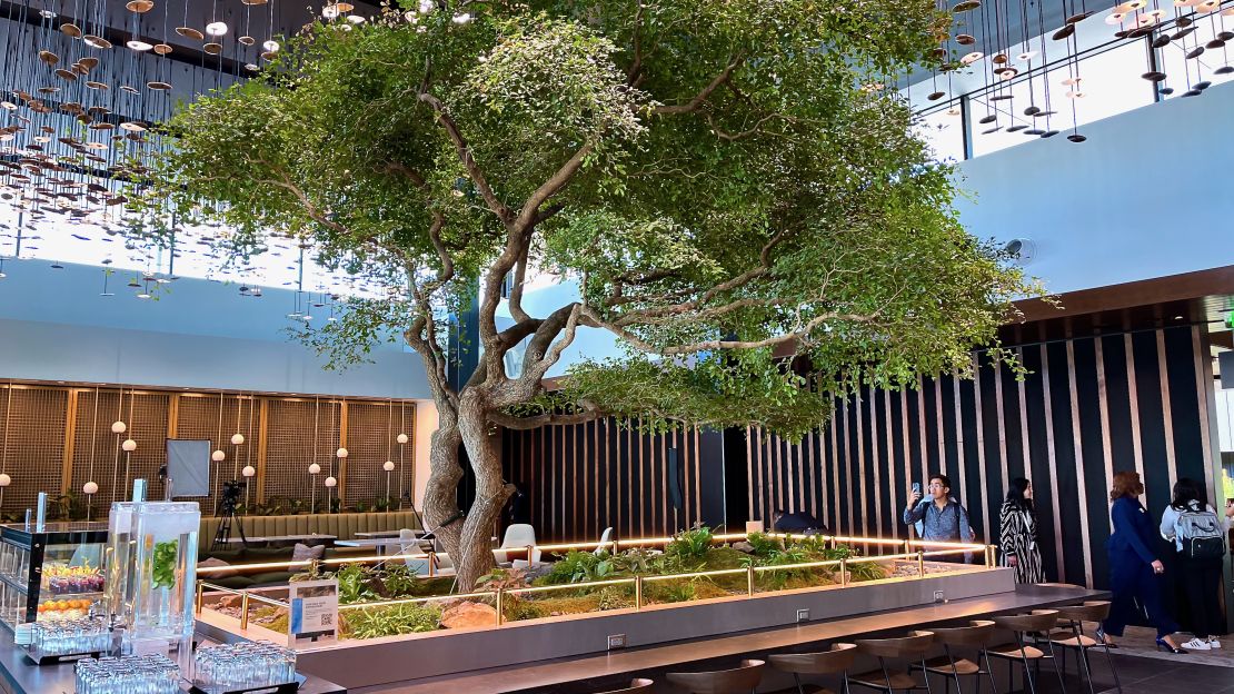 A photo of an olive tree at the center of the American Express Centurion Lounge in Atlanta, Georgia