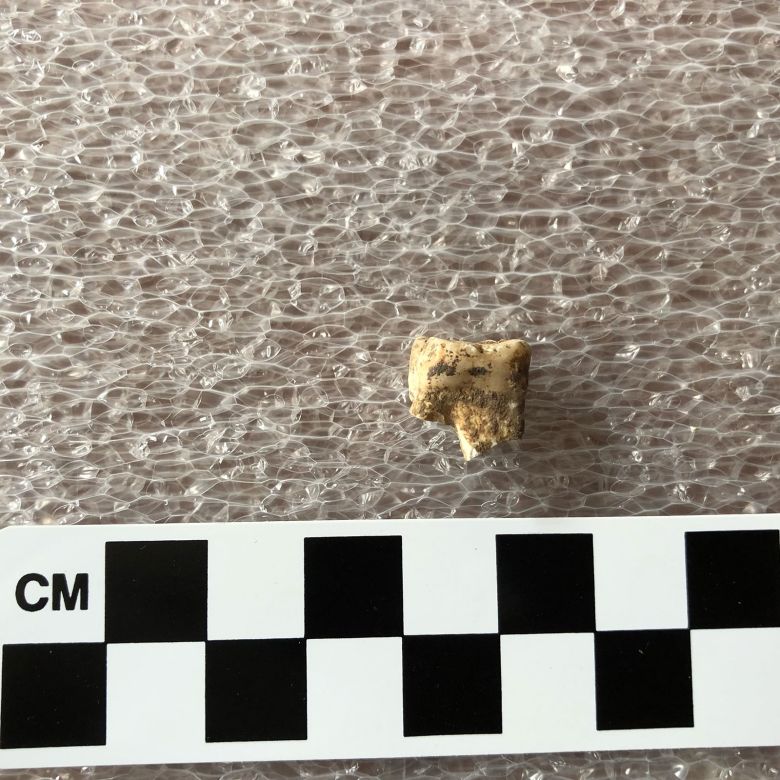 Researchers scraped tiny portions of plaque from teeth and dental remains at the Neolithic site.