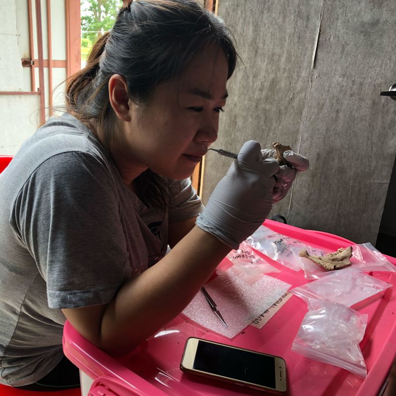 Study co-author Charmsirin Devanwaropakorn extracts dental calculus on site at Nong Ratchawat, Thailand.