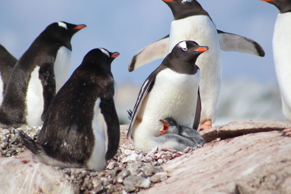 Baby penguins are a staple of late summer Antarctic travel.