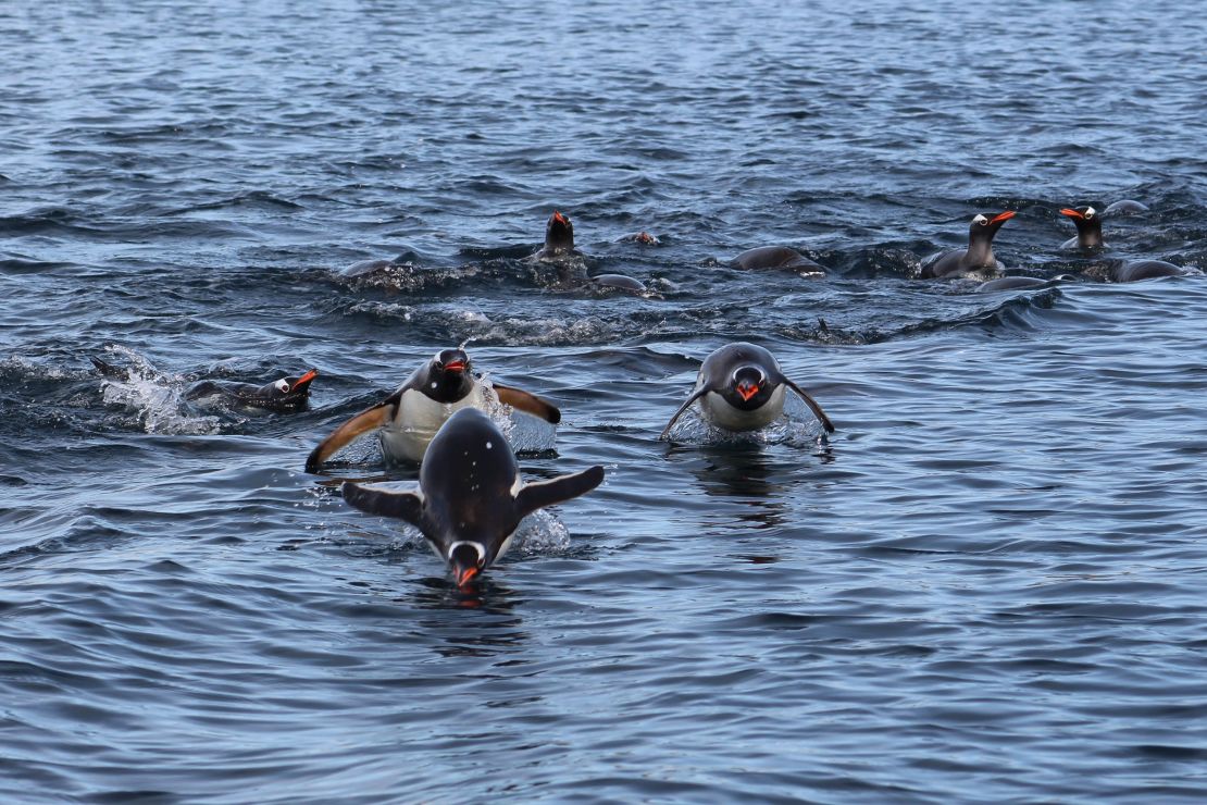 The wildlife is a huge draw on Antarctic cruises.