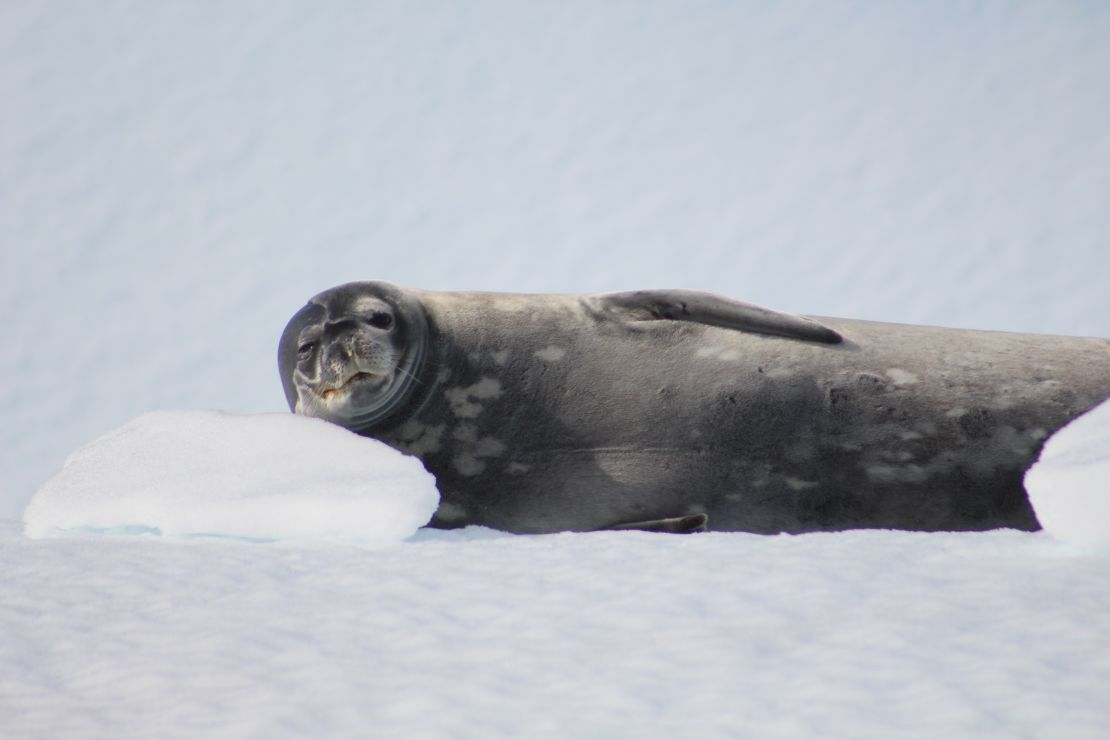 A leopard seal looks up from taking a nap on a floating piece of ice in the Antarctic.