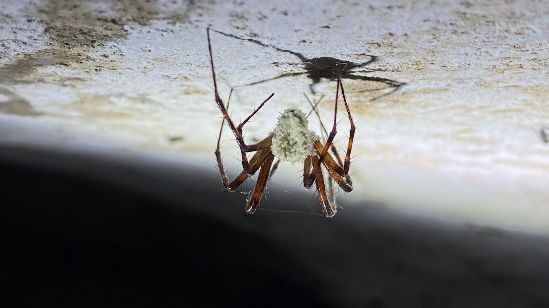 The newfound species of zombie spider fungus, Gibellula attenboroughii, lures cave spiders out of their lairs before killing them, according to a recent study.