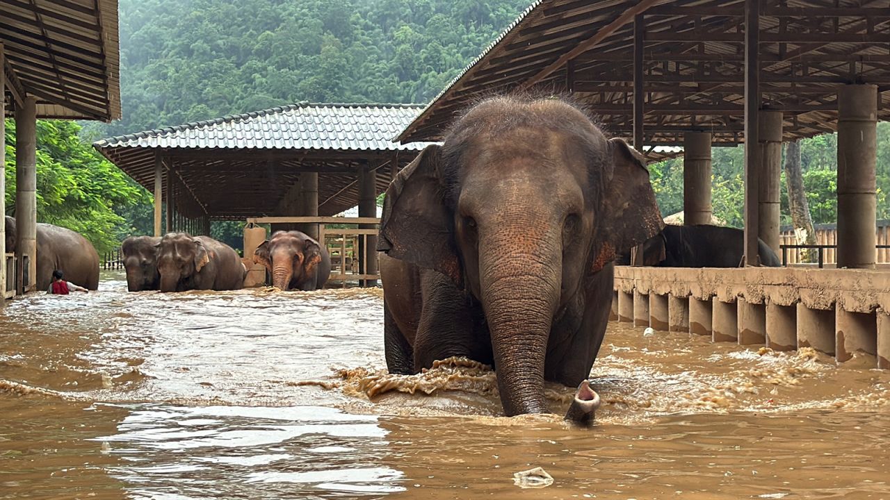 Rescue workers evacuate animals to higher ground at Elephant Nature Park after severe flooding caused the nearby river to overflow in Chiang Mai, Thailand.