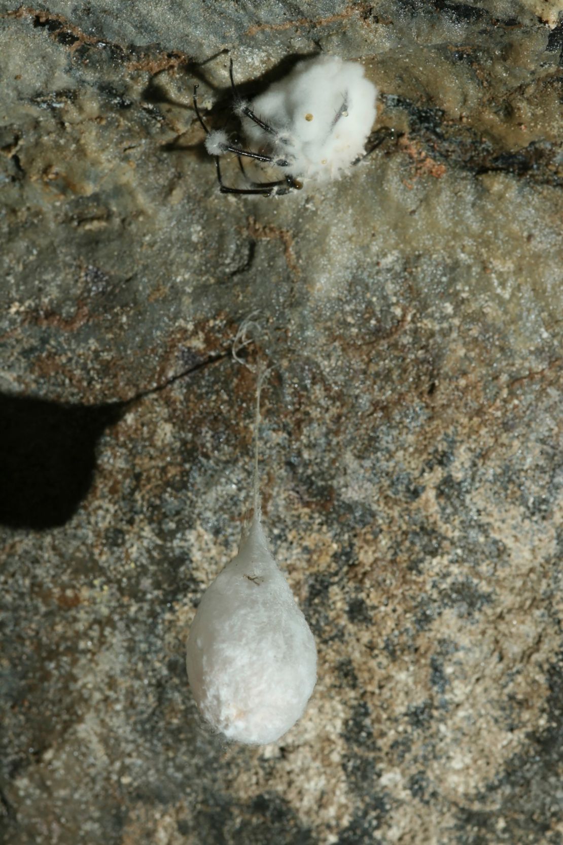 More research is needed to know the fungus' ecological impacts, but the study authors do not believe there is cause for concern for the spider species. An infected cave spider is seen above an egg nest.