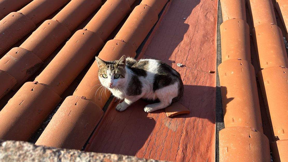 Roaming cats are found all over Istanbul and the roof of the Grand Bazaar is no exception.