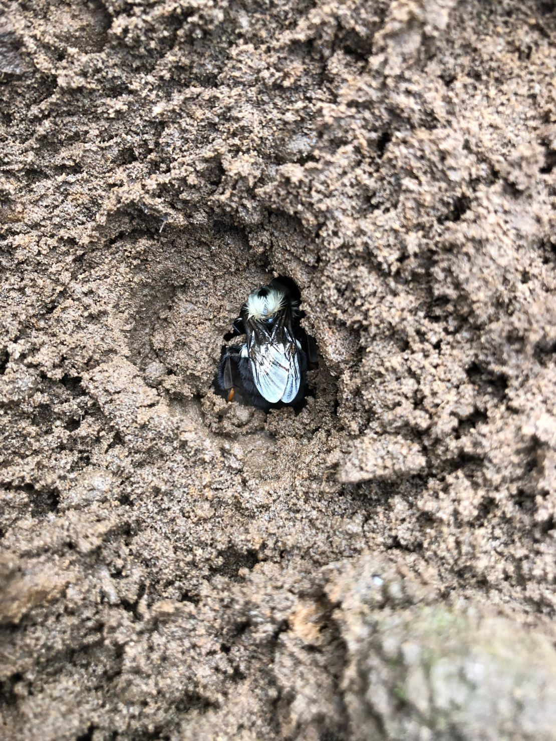 Bumblebee queens overwinter in small soil burrows.