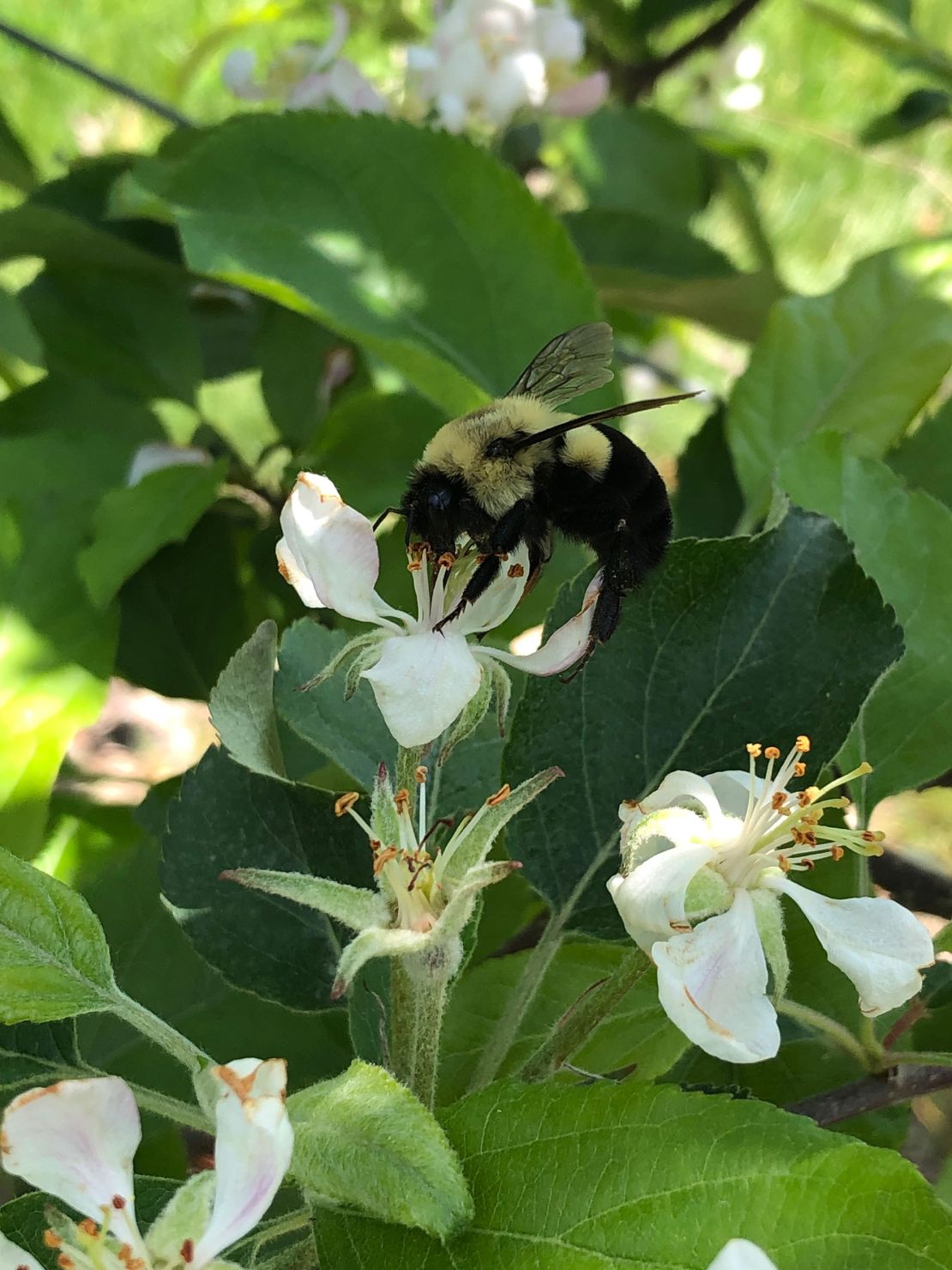 A common eastern bumblebee queen is seen on an apple blossom.