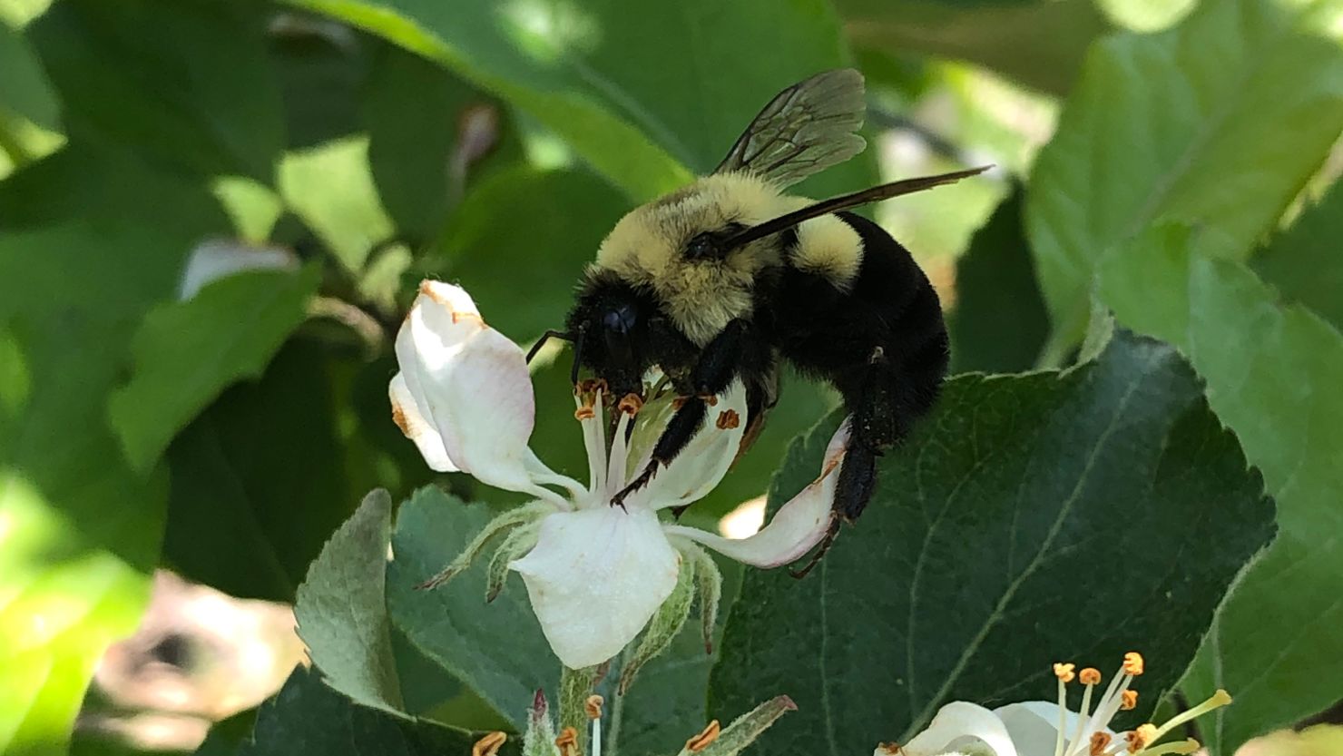 A common eastern bumblebee queen on apple blossom