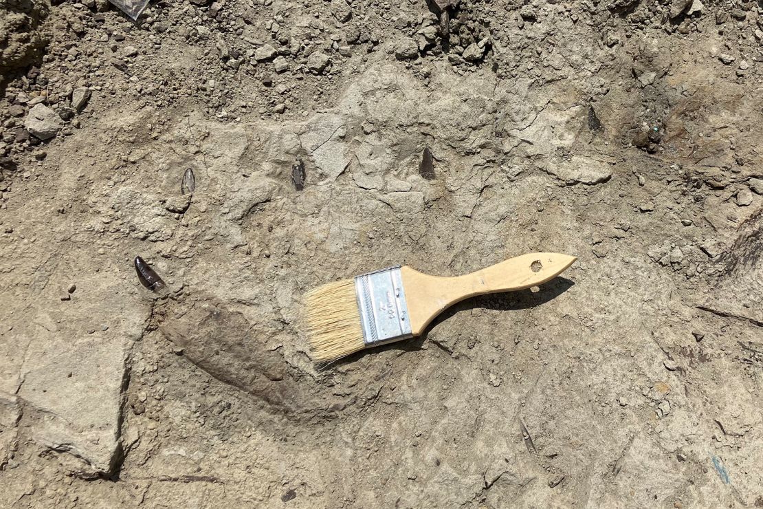 A lower jaw of the T. rex skeleton is uncovered during the 11-day excavation. The skeleton was only about 30% complete.