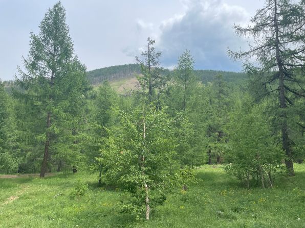 <strong>Safe arbor:</strong> Thick pockets of aspens, pines, birches and other trees populate the mountain.