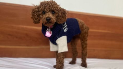small animal dog sweater