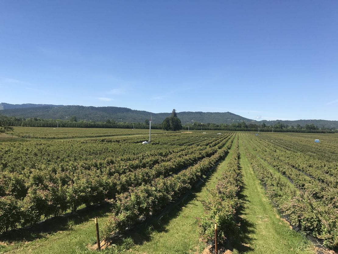 Tom Avinelis has been growing blueberries and citrus fruits in California and Oregon for over 40 years. Climate change, he said, is causing his business to suffer financially with reduced crop yields.