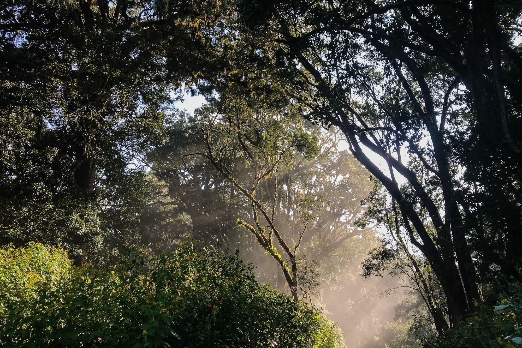 One of Kenya’s few intact native forests, “Naimina Enkiyio” or “The Forest of the Lost Child” is sacred to the Maasai people.