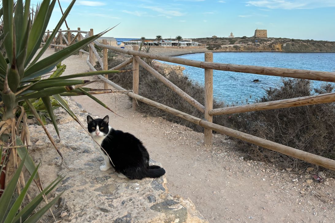 On the day CNN visited, cats outnumbered visitors on the island's streets.