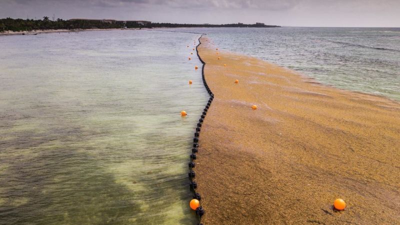 31 милиона тона токсични морски водорасли се пълнят към плажовете във Флорида и около Карибите 