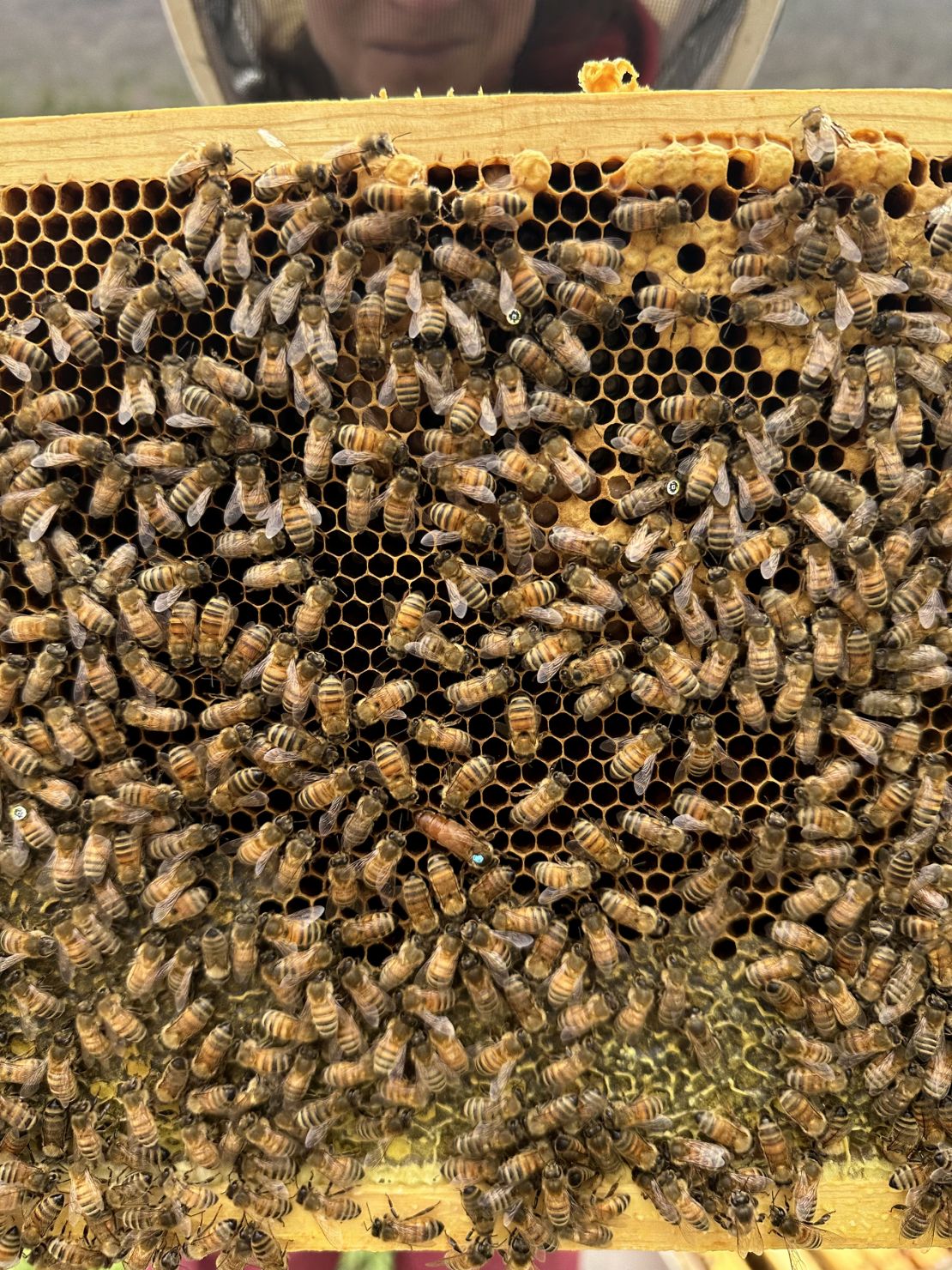 Researchers glued tiny QR codes onto the backs of bees.