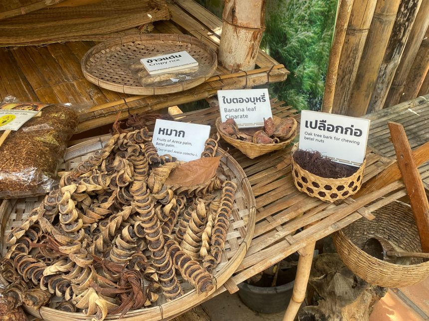 Betel nut materials from an ethnobotanical garden in Thailand.