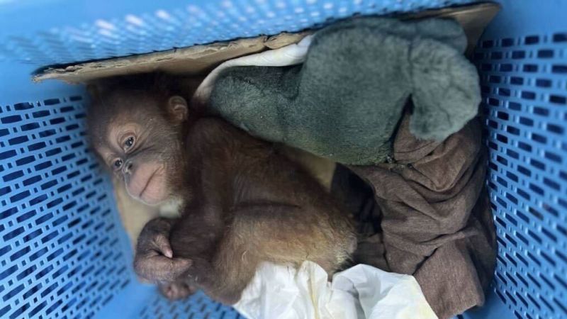 Thai man arrested for alleged smuggling of two baby orangutans Thai man arrested for alleged smuggling of two baby orangutans