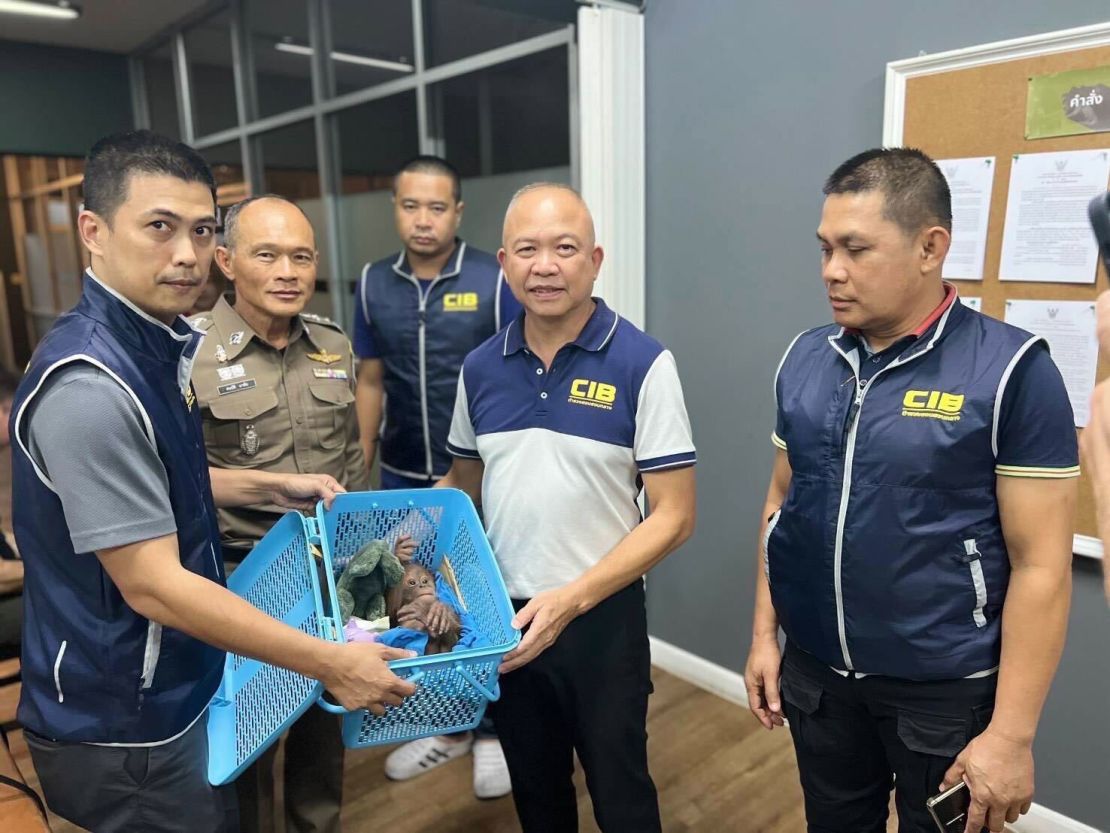 Police in Thailand shows a baby orangutan they rescued in Bangkok.