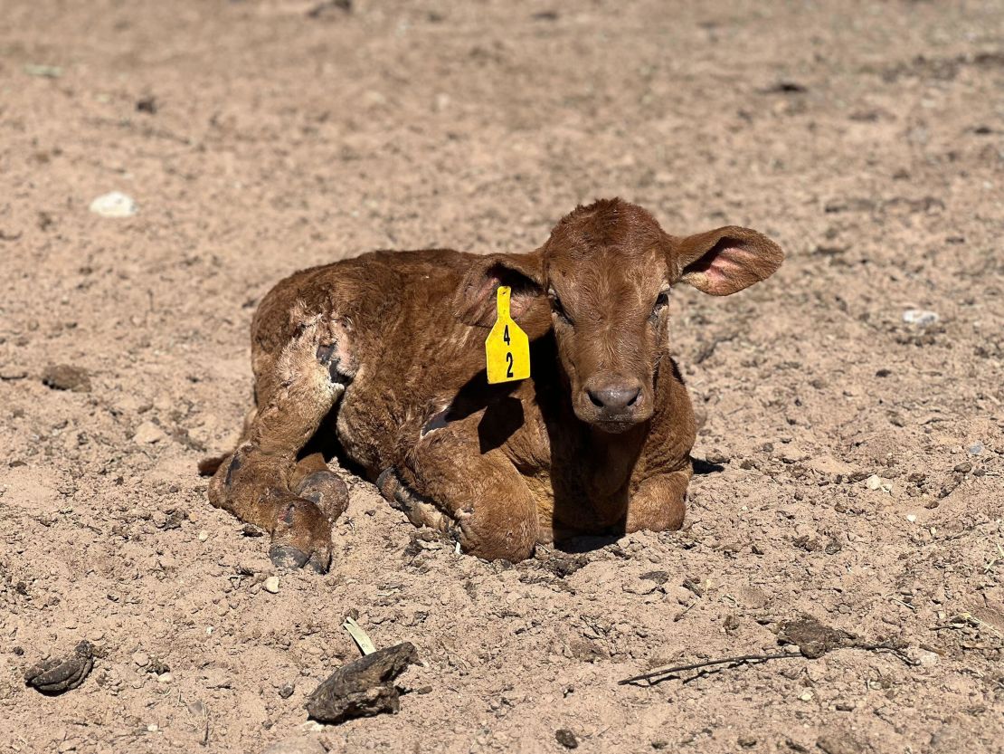 A calf burned in the wildfire lies down at Jack Fields' ranch.