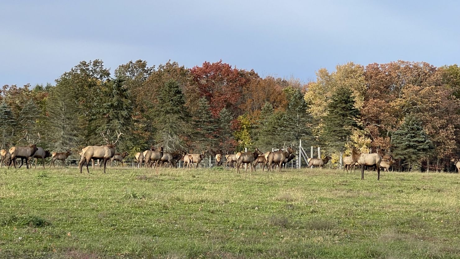 Elk County, Pennsylvania, is named after the herds of elk in the area. Here, some elk roam in Benezette Valley at the Elk Country Visitor Center.
