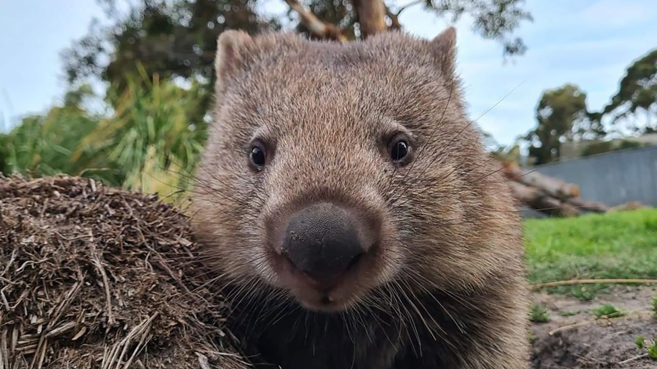A wombat at East Coast Natureworld in Bicheno, Tasmania, Australia.