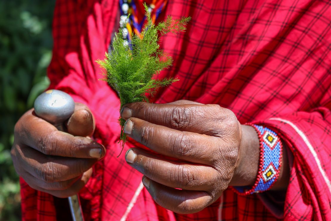 Knowledge of the forest and its species has been passed down orally through generations. As the culture modernizes, Maasai elders fear this will be forgotten.