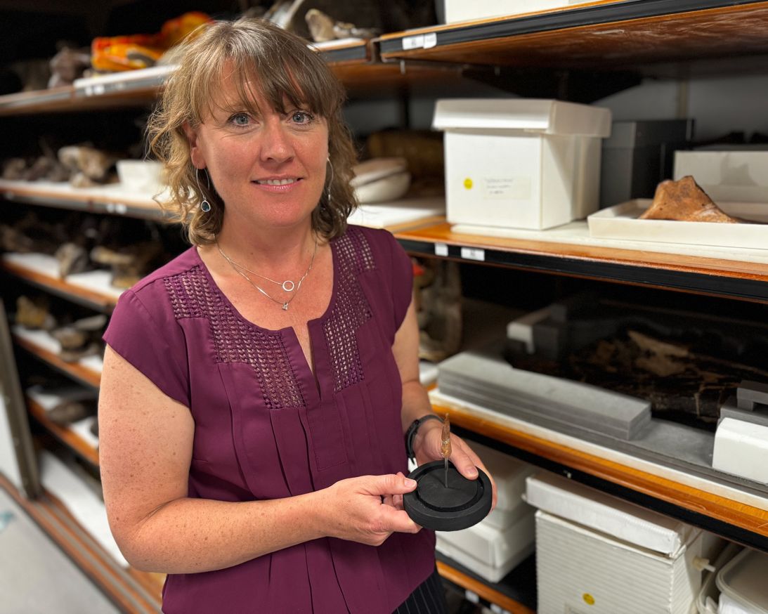 Susannah Maidment, a senior researcher and fossil expert at London's Natural History Museum, examined Prisco's fossil, confirming "it's probably a Spinosaurus tooth.”