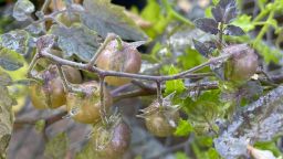 Can a species ‘de-evolve’? Wild tomatoes in the Galápagos may provide compelling evidence