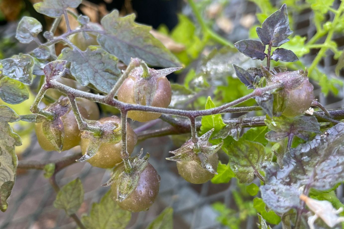 A wild species in the Galápagos was found to be producing compounds that hadn't been seen in tomatoes for millions of years.