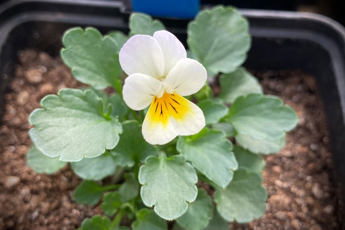 A field pansy grown from seeds collected in the 1990s.