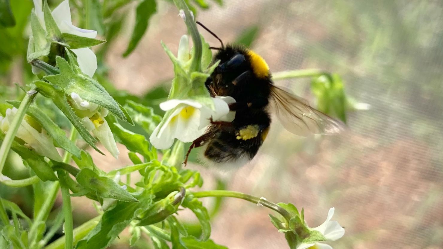 A bumblebee visits a field pansy flower during an experiment realized in this study.