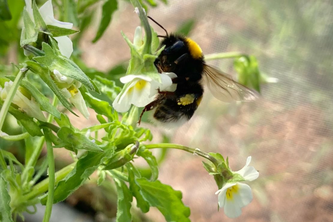 A bumblebee visits a field pansy flower during an experiment from a recent study conducted by researchers at the University of Montpellier in France.