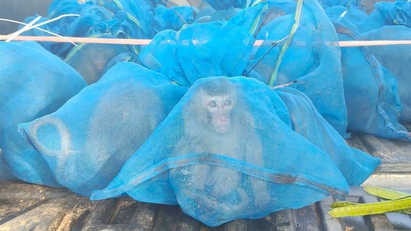 Monkeys, meth and mesh bags: Thai police arrest two for alleged animal trafficking