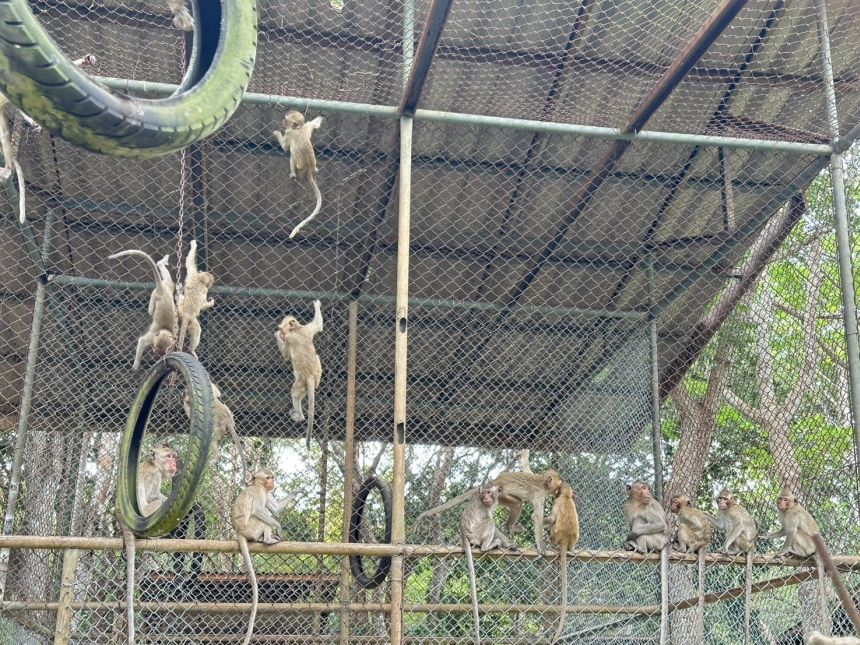 81 monkeys rescued from smugglers along Thai-Cambodia border on November 14, 2025.
