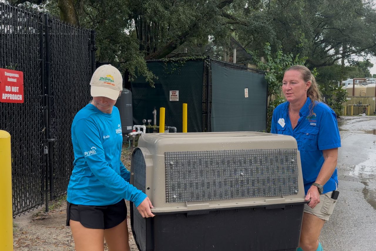 Team members work at ZooTampa in preparation for the potential impact of Hurricane Milton, in Tampa, Florida.