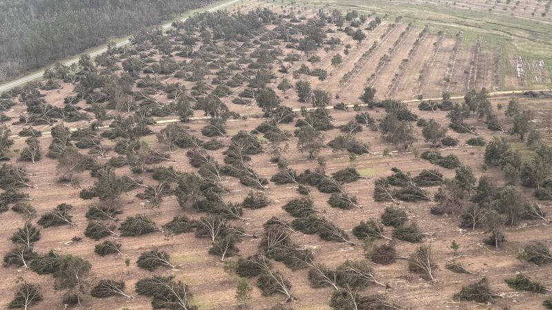 Georgia’s pecan harvest was devastated by Hurricane Helene. Farmers are on the brink.